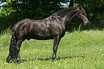 stehender Friese / standing friesian horse