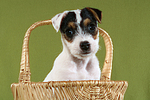 Parson Russell Terrier Welpe Portrait / PRT puppy portrait