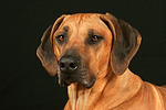 Rhodesian Ridgeback