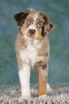 Miniature Australian Shepherd Welpe / miniature australian shepherd puppy