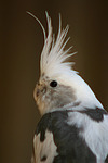 Nymphensittiche / cockatiels