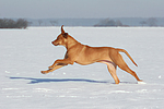 rennender Rhodesian Ridgeback / running Rhodesian Ridgeback