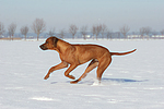 rennender Rhodesian Ridgeback / running Rhodesian Ridgeback