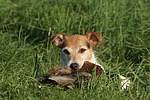 Parson Russell Terrier