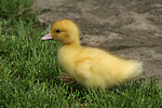 junge Warzenente / young muscovy duck