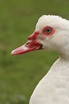 Warzenente / muscovy duck