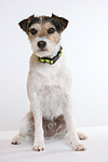 Parson Russell Terrier