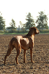 Rhodesian Ridgeback