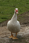 Warzenente / muscovy duck