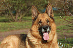 Deutscher Schäferhund Portrait / German Shepherd Portrait