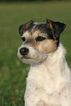 Parson Russell Terrier