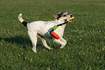 Parson Russell Terrier