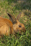 Kaninchen / bunny