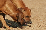 Rhodesian Ridgebacks