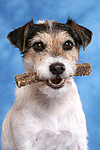 Parson Russell Terrier