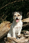 sitzender Parson Russell Terrier / sitting PRT