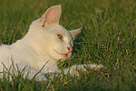 liegende Hauskatze / lying domestic cat