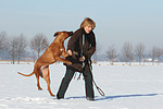 Rhodesian Ridgeback springt Frau an / Rhodesian Ridgeback jumps at woman