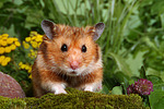 Goldhamster / golden hamster