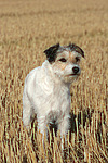 stehender Parson Russell Terrier / standing PRT