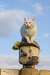 weiße Hauskatze / white domestic cat