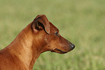 Rehpinscher Portrait / miniature pinscher portrait