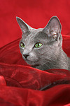 Russisch Blau Portrait / russian blue portrait