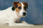 Parson Russell Terrier