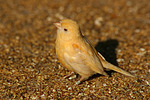 Kanarienvogel / canary