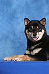 Shiba Inu