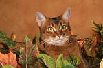 Abessinier / abyssinian cat