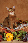 Abessinier / abyssinian cat