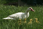 Warzenenten / muscovy ducks