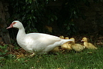 Warzenenten / muscovy ducks