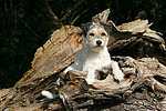 liegender Parson Russell Terrier / lying PRT