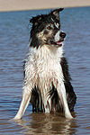 Border Collie sitzt im Wasser / Border Collie sitting in water