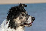 Border Collie Portrait