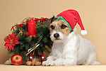 Parson Russell Terrier zu Weihnachten / PRT at christmas