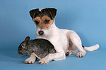 Parson Russell Terrier und Chinchilla / prt and chinchilla