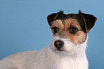 Parson Russell Terrier Portrait