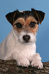 Parson Russell Terrier Portrait