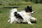 rennender Papillon / running Papillon