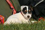 liegender Parson Russell Terrier Welpe / lying PRT puppy