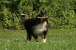 spielender Langhaarcollie / playing longhaired collie