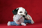 Dalmatiner Welpe / dalmatian puppy