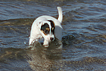 Parson Russell Terrier Welpe / parson russell terrier puppy