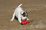 Parson Russell Terrier Welpe / parson russell terrier puppy