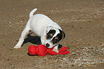 Parson Russell Terrier Welpe / parson russell terrier puppy