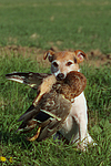 Parson Russell Terrier