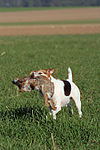 Parson Russell Terrier